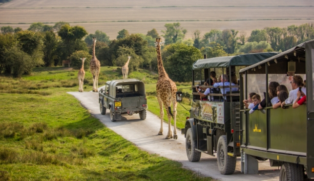 Car train following giraffes at Port Lympne Safari